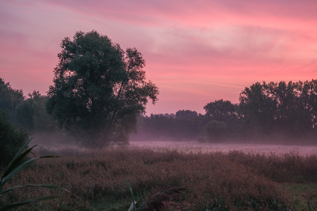 Ochtend mist Natuurreservaat de Buylaers, Lokeren, België