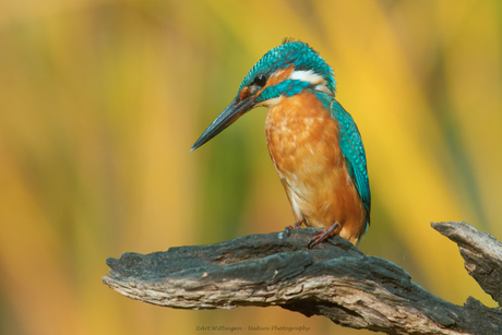 IJsvogel op de uitkijk