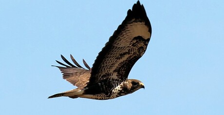 Jagend en zoekend....