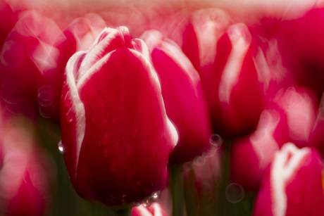 droomrood