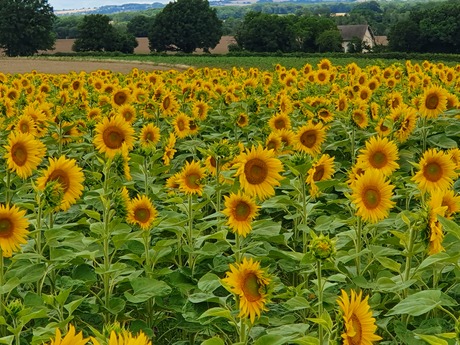Zonnebloemen