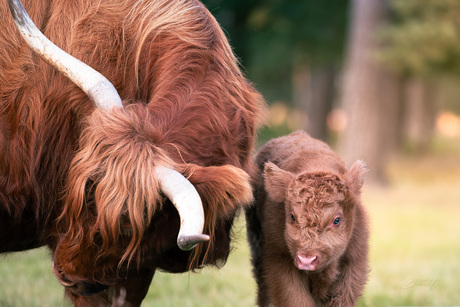 Moederliefde in de wei