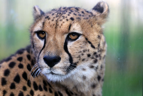 Cheetah - Dierenrijk 2023