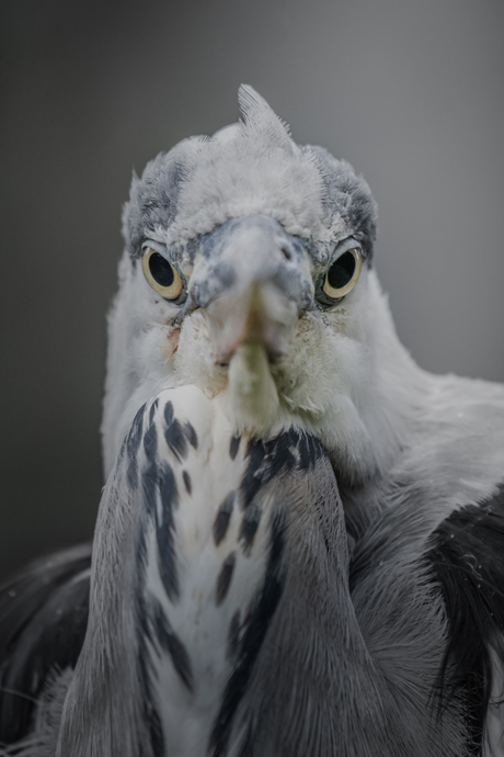 Portret van blauwe reiger.