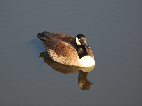 Gans