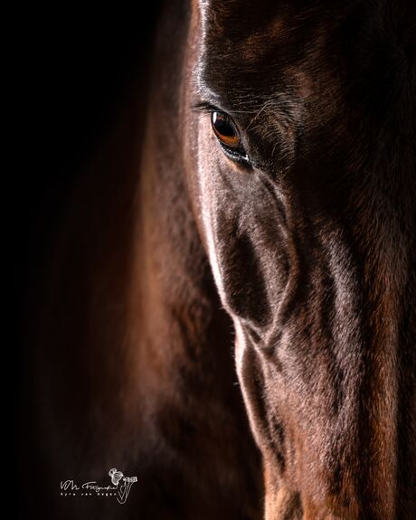 Horse Fine Art