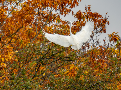 Reiger in de herfst