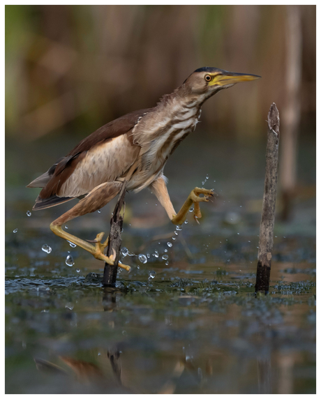 Walking on water