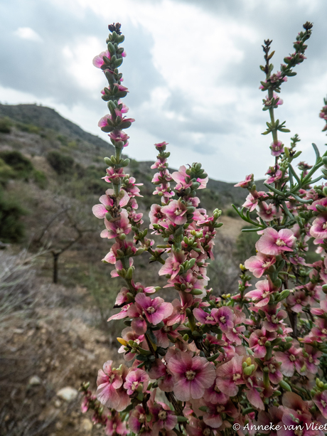 Een paar weken geleden