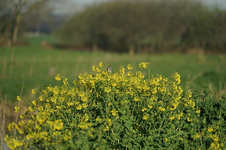 Blauwborst 