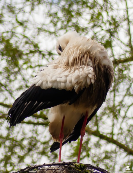 Verlegen voor een foto 