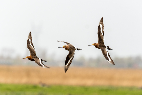 Vliegende lente