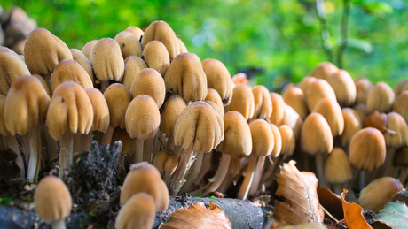 Herfst