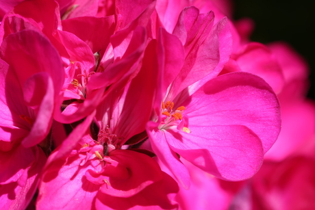 Geranium