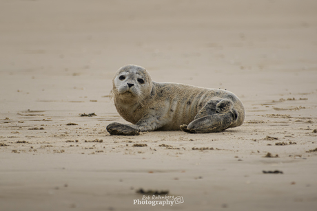 Zeehond op het strand