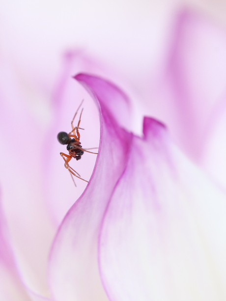 Mini spinnetje op dahlia bloemblaadje