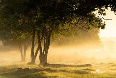 Mist tussen de bomen