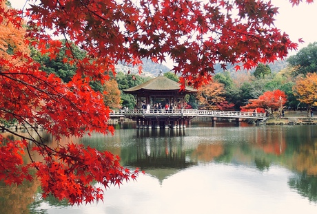 Nara City Hall in Fall