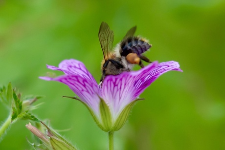 Akkerhommel