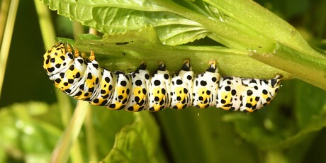 Rups van de Kuifvlinder.