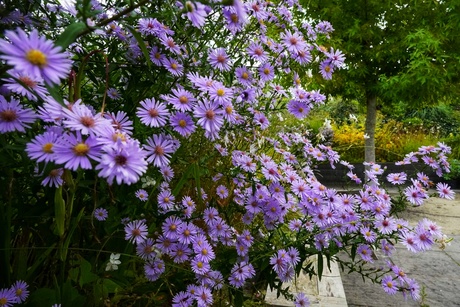 Asters....all over the place!