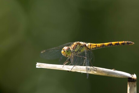 Bruinrode heidelibel