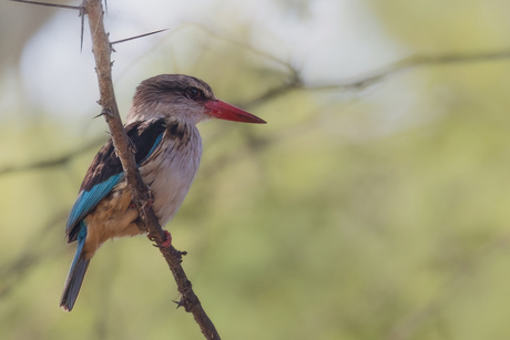 Ijsvogel op wacht