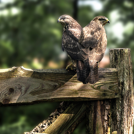 Buizerd