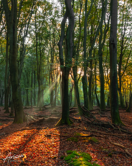 Autumn in the woods