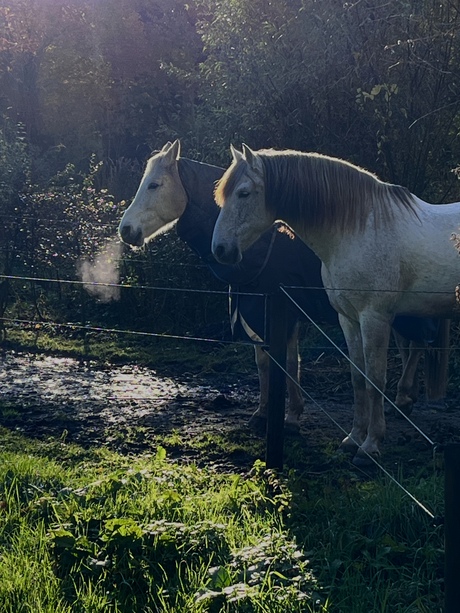 Reserve paarden Sinterklaas….