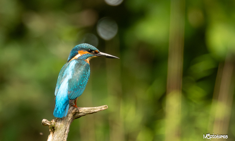 De ijsvogel