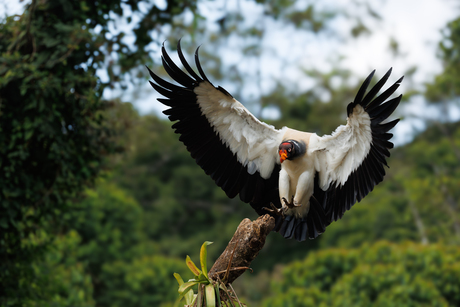King Vulture