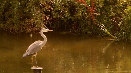 Reiger