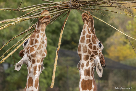 Vandaag is het Wereld Giraffen Dag ...