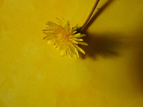 Paardenbloem van Romeins erfgoed, Nijmegen 2026