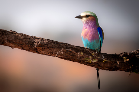 Lilac breasted roller
