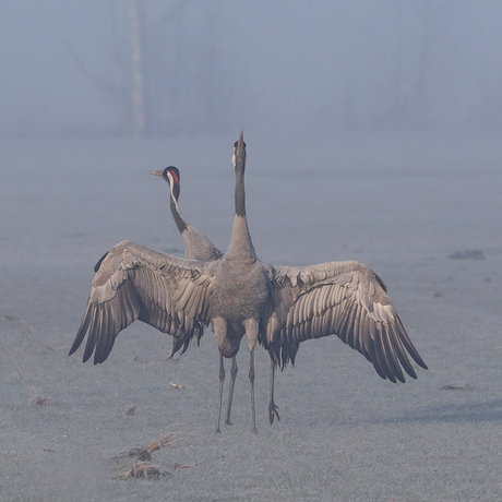 De dans van de Kraanvogels