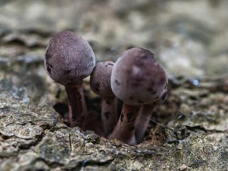 Grote bloedsteelmycena