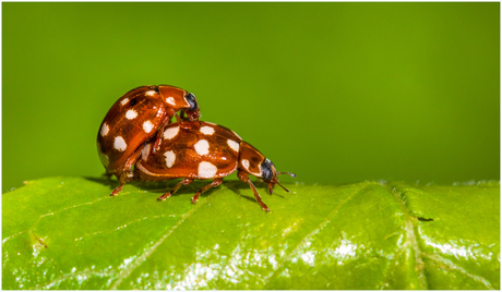 Roomvleklieveheersbeestjes.