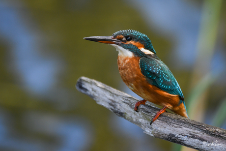 Ijsvogel op stok