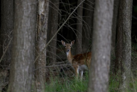 Damherten spotten