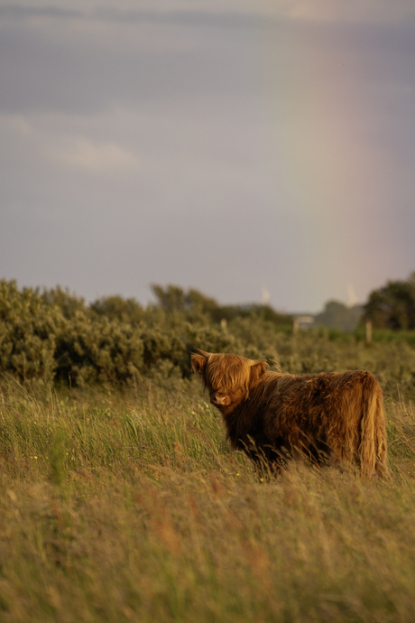 Schotse Hooglander met regenboog