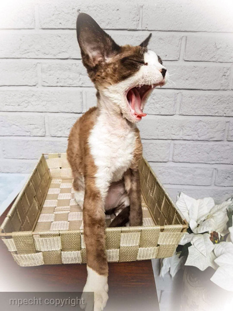 Gizmo van ChaGIDAbuba Cattery 