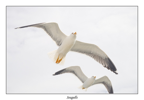 Seagulls