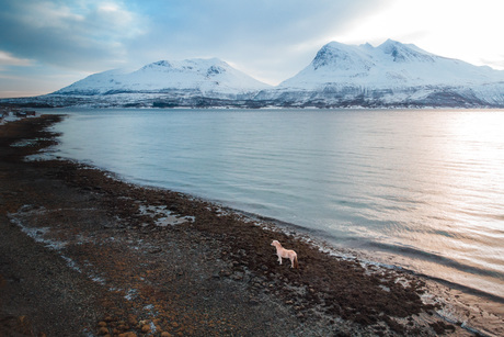 Een Fjord bij de fjord