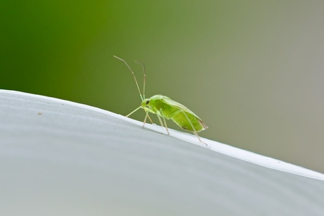 De waterdrinkende groene appelschaduwwants