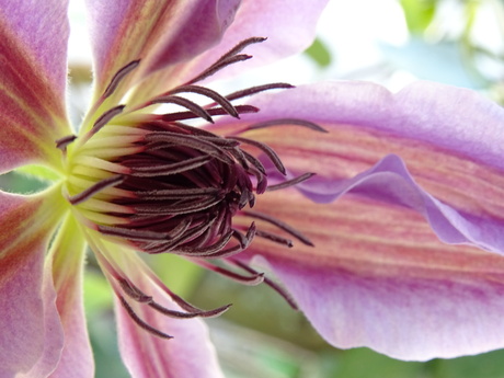 Clematis