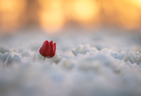 Rode tulp