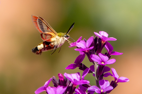 Glasvleugelpijlstaart