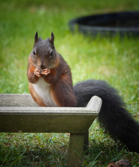 Eekhoorntje in de tuin!🐿